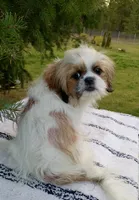Gavin, a male Shih Tzu for sale in Spokane, WA – 1 of 1