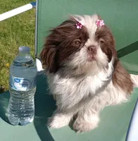 Luna, a female Shih Tzu for sale in Spokane, WA – Photo 1 of 3