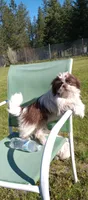 Luna, a female Shih Tzu for sale in Spokane, WA – Photo 3 of 3
