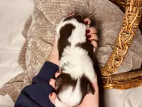 Theo, a male Shih Tzu for sale in Spokane, WA – 2 of 2