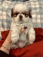 Isaac , a male Shih Tzu for sale in Spokane, WA – 2 of 2