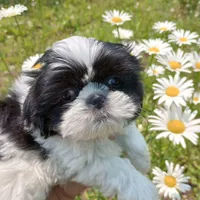 Maya, a female Shih Tzu for sale in Spokane, WA – Photo 1 of 2