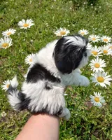 Maya, a female Shih Tzu for sale in Spokane, WA – Photo 2 of 2