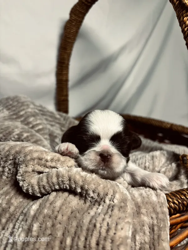Theo – Shih Tzu puppy for sale in Spokane, WA