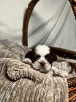 Theo, a male Shih Tzu for sale in Spokane, WA – 1 of 2