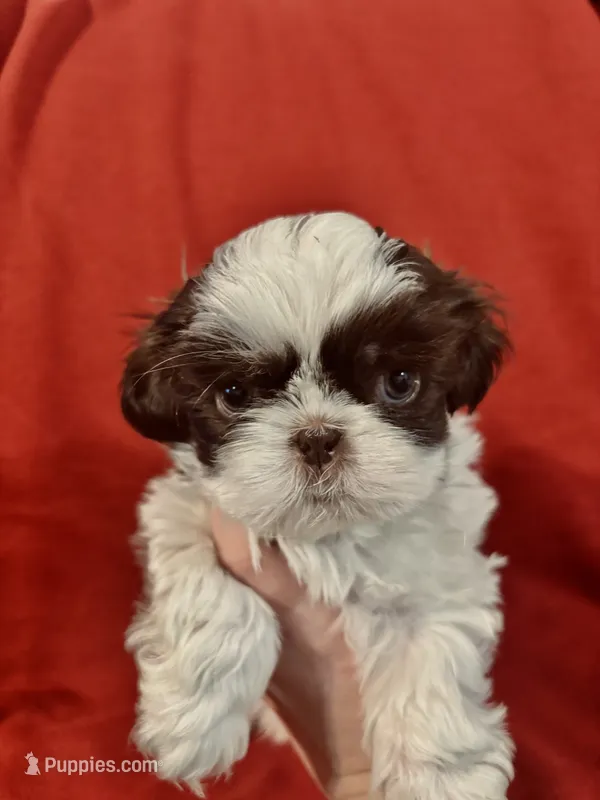 Theo – Shih Tzu puppy for sale in Spokane, WA