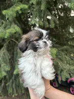 Joey, a male Shih Tzu for sale in Spokane, WA – 2 of 2