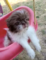 Jojo, a male Shih Tzu for sale in Spokane, WA – Photo 1 of 2
