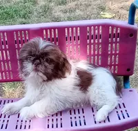 Jojo, a male Shih Tzu for sale in Spokane, WA – Photo 2 of 2