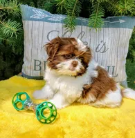 Sia, a female Shih Tzu for sale in Spokane, WA – 2 of 2
