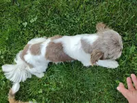 Buddy, a male Shih Tzu for sale in Spokane, WA – Photo 5 of 5