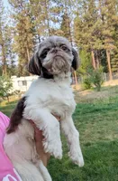 Buddy, a male Shih Tzu for sale in Spokane, WA – Photo 1 of 5