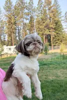 Buddy, a male Shih Tzu for sale in Spokane, WA – Photo 2 of 5