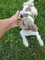 Buddy, a male Shih Tzu for sale in Spokane, WA – Photo 3 of 5