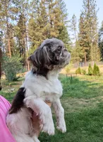 Buddy, a male Shih Tzu for sale in Spokane, WA – Photo 4 of 5