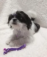 Maya, a female Shih Tzu for sale in Spokane, WA – Photo 3 of 3