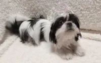 Maya, a female Shih Tzu for sale in Spokane, WA – Photo 2 of 3