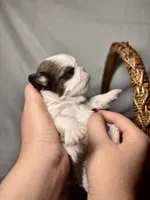 Hugo, a male Shih Tzu for sale in Spokane, WA – 2 of 3