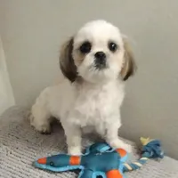 Louie, a male Shih Tzu for sale in Spokane, WA – Photo 1 of 2