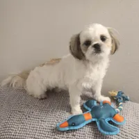 Louie, a male Shih Tzu for sale in Spokane, WA – Photo 2 of 2