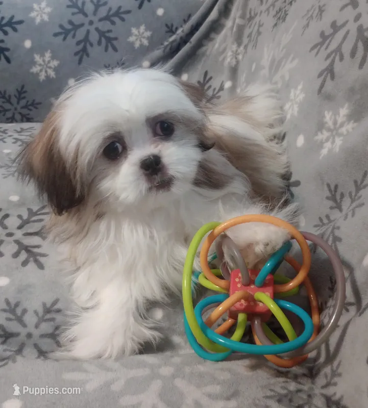 Toby – Shih Tzu puppy for sale in Spokane, WA