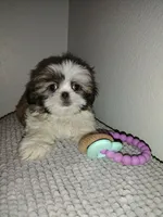 Toby, a male Shih Tzu for sale in Spokane, WA – Photo 2 of 3