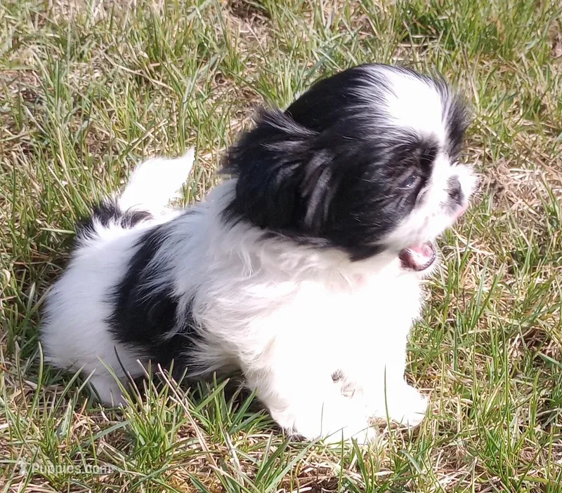 Boba – Shih Tzu puppy for sale in Spokane, WA