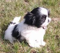 Boba, a male Shih Tzu for sale in Spokane, WA – Photo 1 of 3