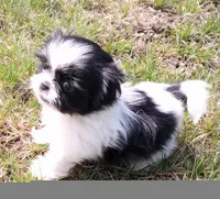 Boba, a male Shih Tzu for sale in Spokane, WA – Photo 2 of 3