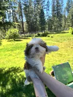Lily, a female Shih Tzu for sale in Spokane, WA – 1 of 2