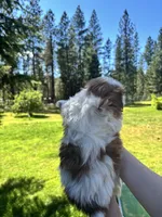 Lily, a female Shih Tzu for sale in Spokane, WA – 2 of 2