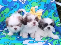 Dolly, a female Shih Tzu for sale in Spokane, WA – Photo 3 of 3