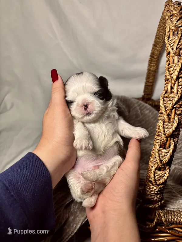 Hugo – Shih Tzu puppy for sale in Spokane, WA