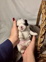 Hugo, a male Shih Tzu for sale in Spokane, WA – 1 of 3