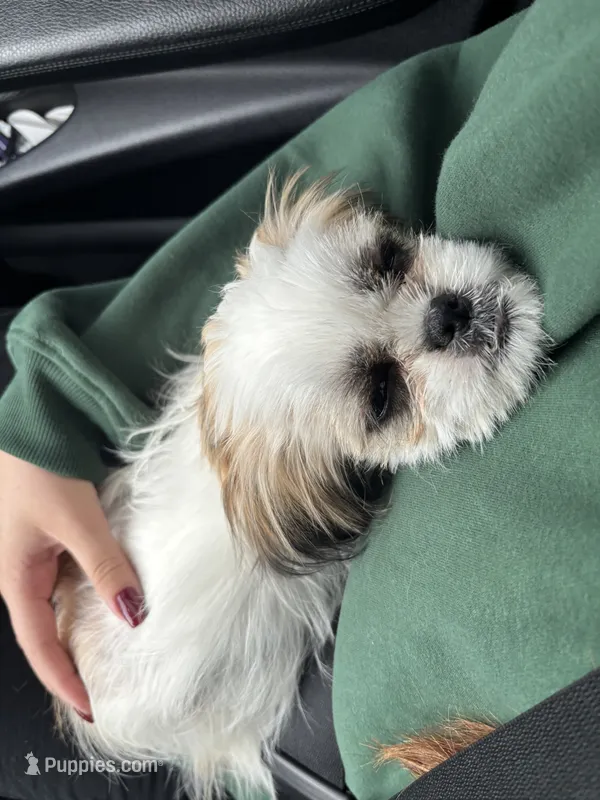 Molly – Shih Tzu puppy for sale in Spokane, WA