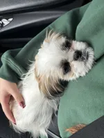 Molly, a female Shih Tzu for sale in Spokane, WA – 1 of 2