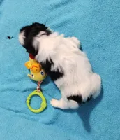 Nolla, a female Shih Tzu for sale in Spokane, WA – Photo 2 of 3