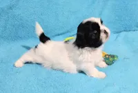 Nolla, a female Shih Tzu for sale in Spokane, WA – Photo 3 of 3