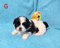 Nolla, a female Shih Tzu for sale in Spokane, WA – Photo 1 of 3