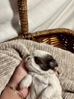 Hugo, a male Shih Tzu for sale in Spokane, WA – 3 of 3