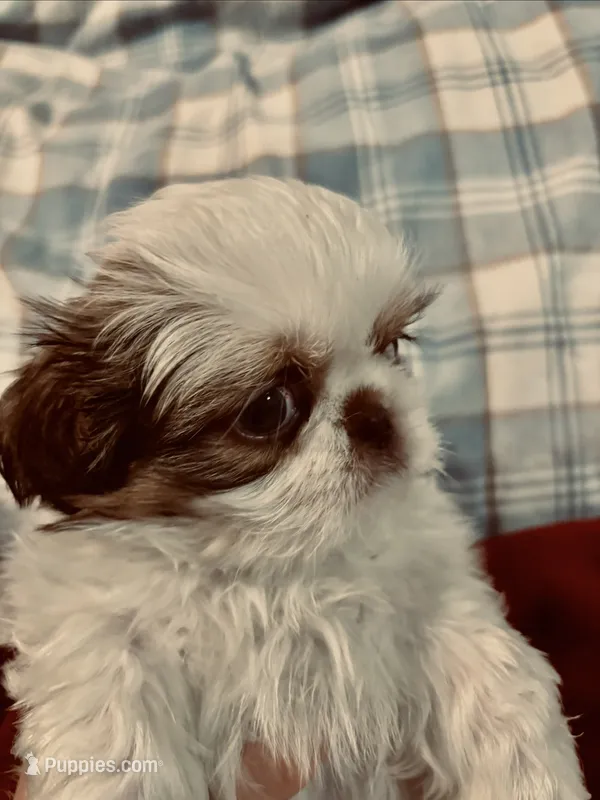 Isaac , a male Shih Tzu for sale in Spokane, WA – 1 of 2