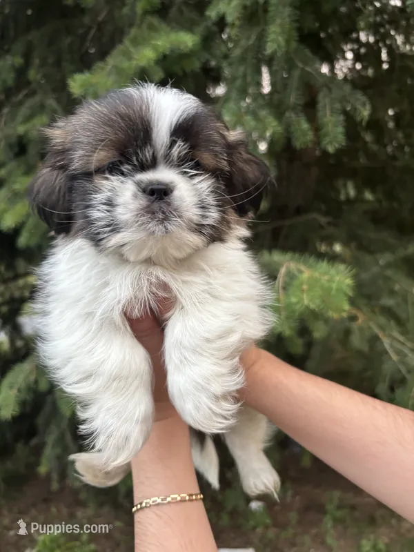 Joey – Shih Tzu puppy for sale in Spokane, WA
