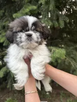 Joey, a male Shih Tzu for sale in Spokane, WA – 1 of 2