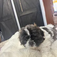 Lunita, a female Shih Tzu for sale in Lancaster, SC – Photo 1 of 2