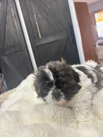 Lunita, a female Shih Tzu for sale in Lancaster, SC – Photo 1 of 2