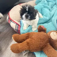 Lunita, a female Shih Tzu for sale in Lancaster, SC – Photo 2 of 2