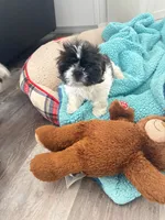 Lunita, a female Shih Tzu for sale in Lancaster, SC – Photo 2 of 2