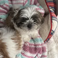 Tommi, a male Shih Tzu for sale in Lancaster, SC – Photo 2 of 2