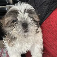 Tommi, a male Shih Tzu for sale in Lancaster, SC – Photo 1 of 2