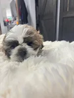 Tomas, a male Shih Tzu for sale in Lancaster, SC – Photo 1 of 2